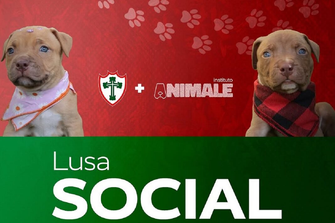 lusa-social-cachorros